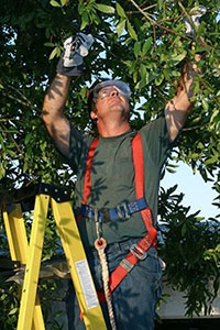 Arborist in a safety harness trimming tree branches from a ladder